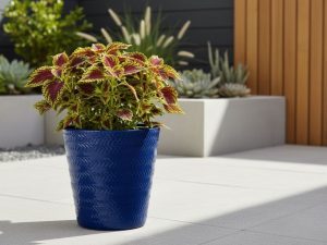 Imagen de catálogo (render 3D) que muestra una maceta cilíndrica de color azul brillante con patrón de zigzag, conteniendo una planta de Coleo de hojas rojas y verdes. Demuestra cómo elegir maceta de loza exterior moderna.